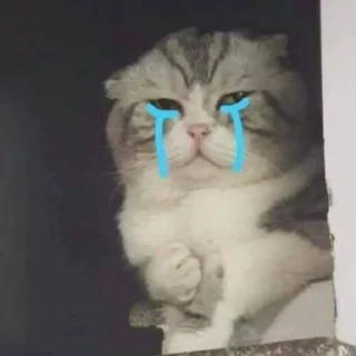 🐈