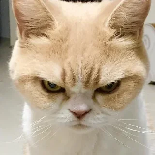 😡