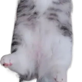 🐈