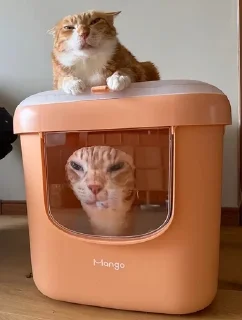🌟