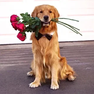 🥀