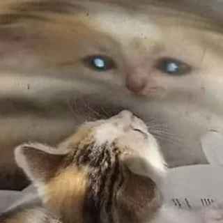 🐈‍⬛
