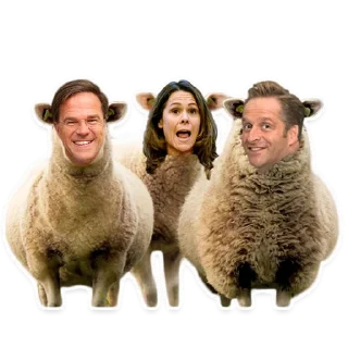 🐑