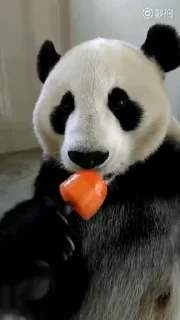 🐼