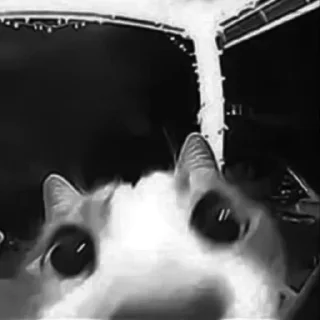 🐈‍⬛️