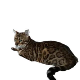 🐱
