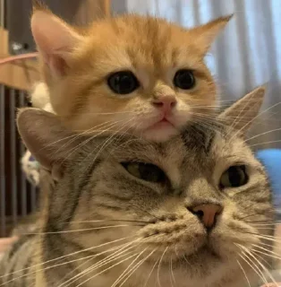 😺