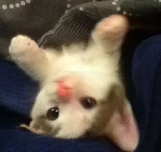 🎀