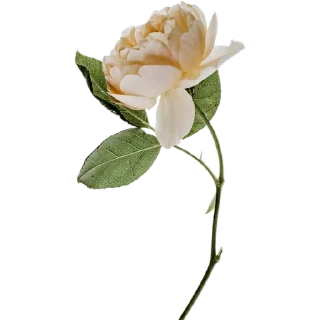 🥀