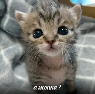 🇺🇦