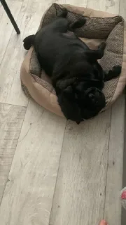 🤩