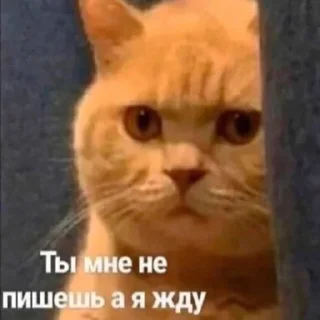 😿