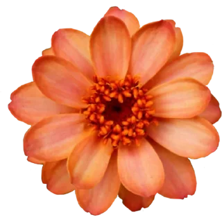 🌸