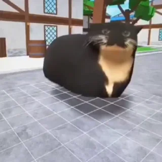🐱