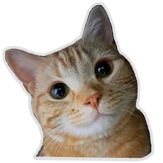 🐱