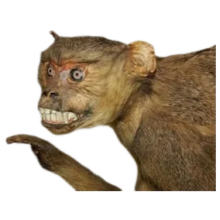 🐵