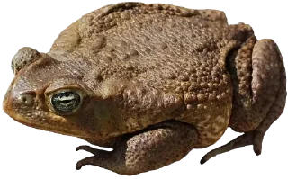 🐸