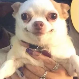🐕