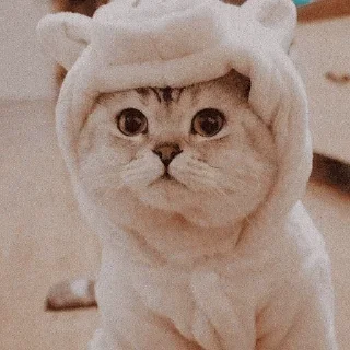 CAT @English_World_Chatting