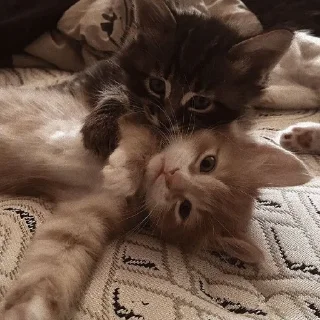 ✨