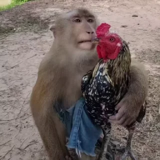 🌟