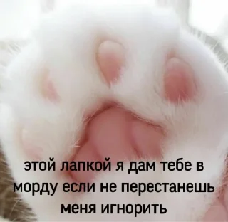 😾