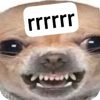 🐶