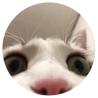 😽
