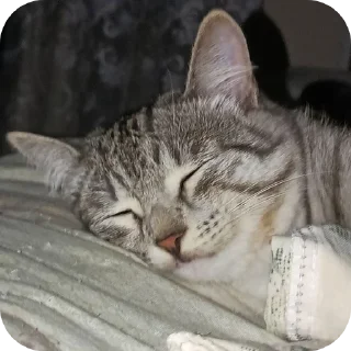 🐱