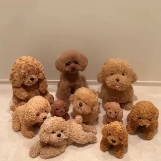 🐶