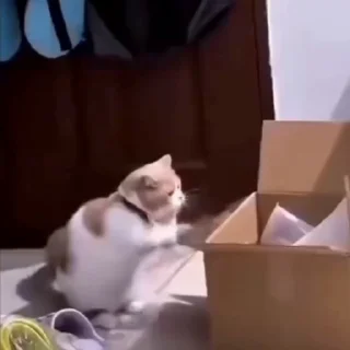 🐈