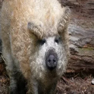 🐽