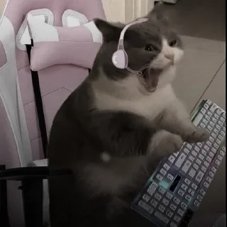 🐈‍⬛