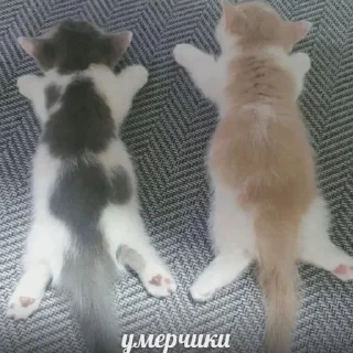 🐱