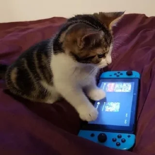 🐈