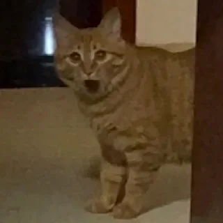😮