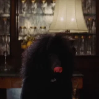 🐶