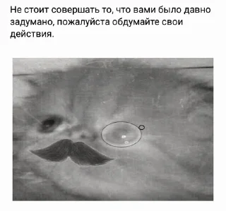 🐱