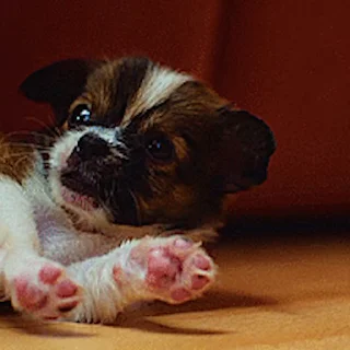 🐕