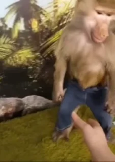 🐒