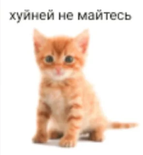 😺