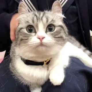 🐈