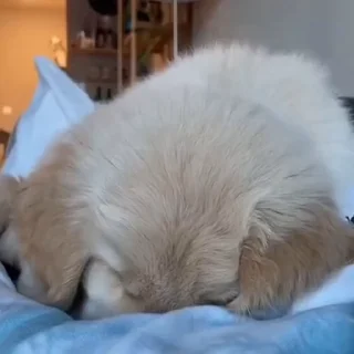 🐩