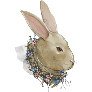 🐰