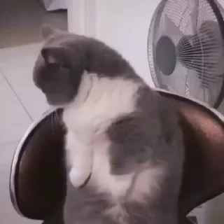 🐈