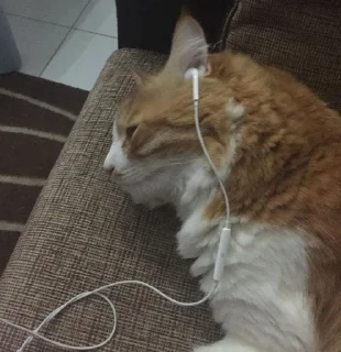 🐱