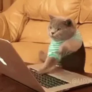 🐱