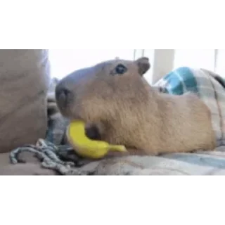 🍌