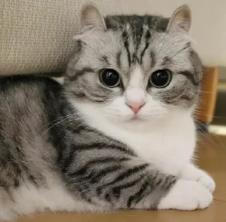 🥺