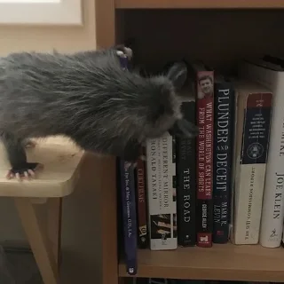📚
